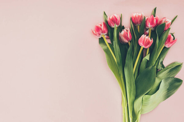 bouquet of beautiful pink tulips with green leaves on pink