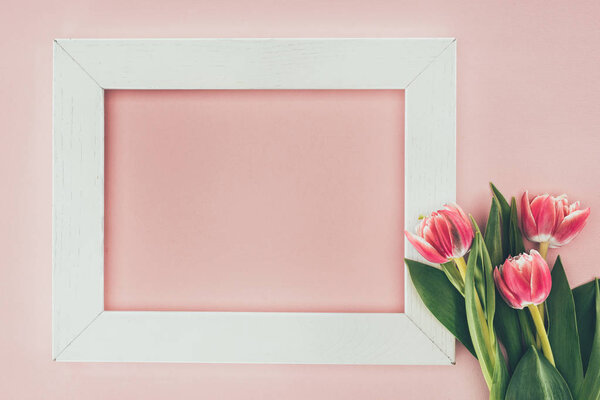 beautiful pink tulips and empty white frame on pink  