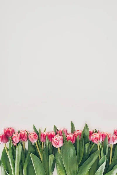 Krásný Růžový Tulipán Květy Zelenými Listy Šedém Pozadí — Stock fotografie