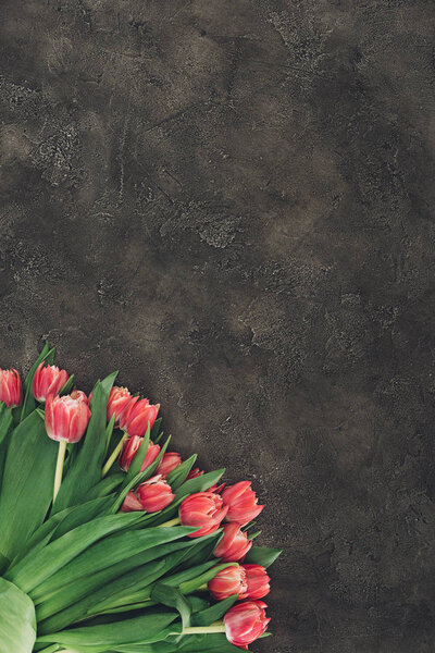 top view of beautiful red tulip flowers on dark surface with copy space 