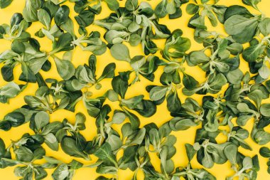 güzel yeşil mısır salatası yaptı desen üstten görünüm üzerinde sarı yapraklar
