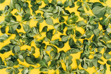 top view of pattern made from beautiful green corn salad leaves on yellow clipart