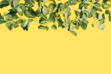 beautiful fresh green leaves isolated on yellow background clipart
