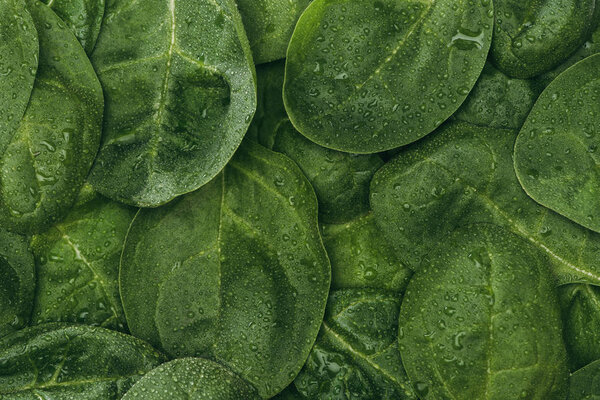 полный вид рамы красивых влажных зеленых листьев, цветочный фон
