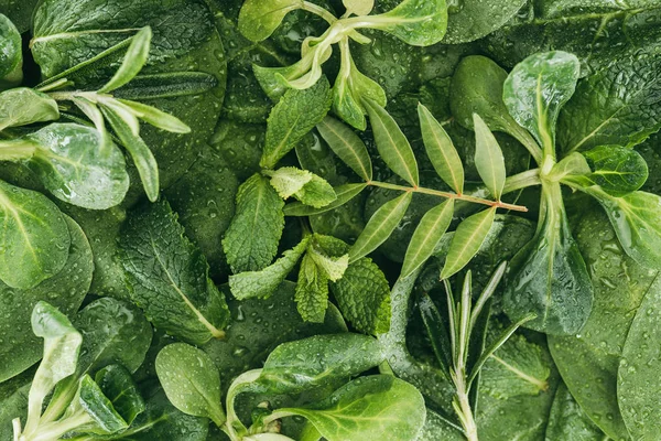 Schöner Blumiger Hintergrund Mit Frischen Grünen Blättern Und Tautropfen — Stockfoto