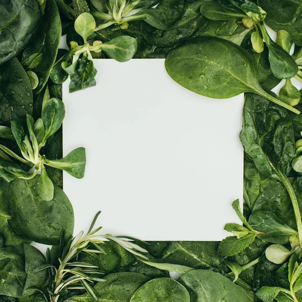 Top View Blank White Card Beautiful Fresh Green Leaves Plants — Stock Photo, Image