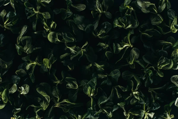 Hermosas Hojas Verdes Frescas Fondo Floral Oscuro — Foto de Stock