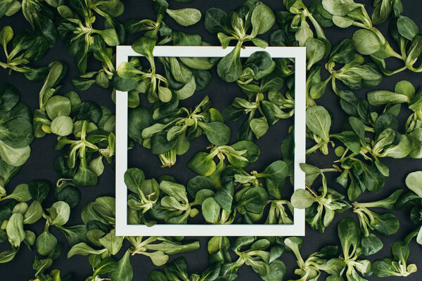 top view of white square frame and beautiful fresh green leaves 