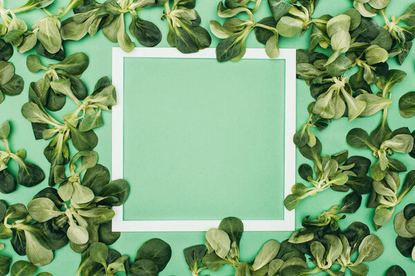 blank white frame and fresh green leaves on green