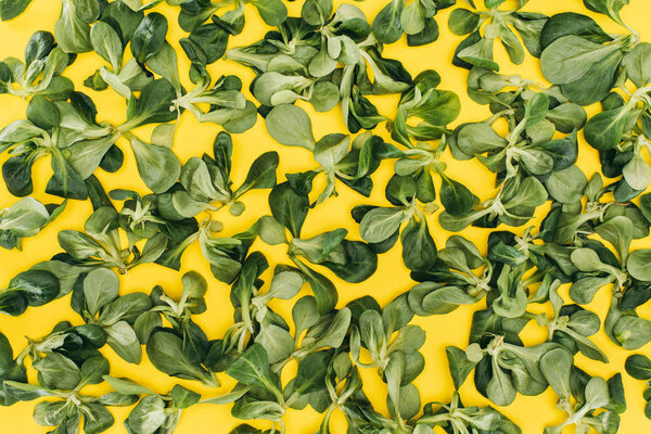 top view of pattern made from beautiful green corn salad leaves on yellow