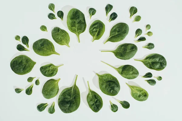 güzel taze yeşil yaprakları ve gri izole kopya alanı Üstten Görünüm