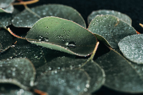 selective focus of beautiful green eucalyptus with dew drops 