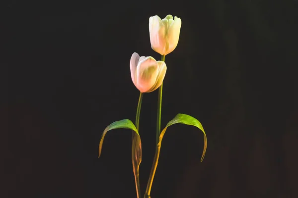 Zobacz Piękne Tulipany Białe Czarnym Tle Bliska — Zdjęcie stockowe
