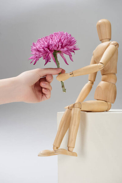 Cropped view of woman and wooden doll holding aster on grey background