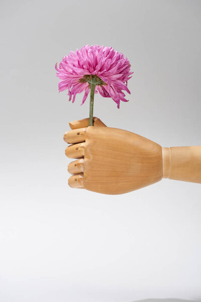 Hand of wooden doll with aster flower isolated on grey