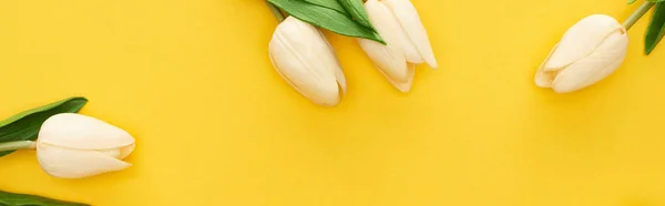 Vista Superior Los Tulipanes Primavera Sobre Fondo Amarillo Colorido Plano —  Fotos de Stock
