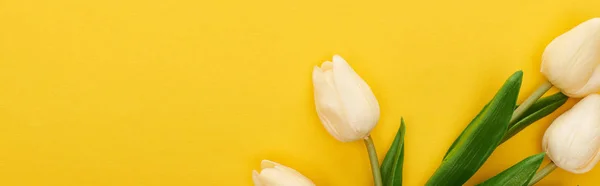 Top View Spring Tulips Colorful Yellow Background Panoramic Shot — Stock Photo, Image