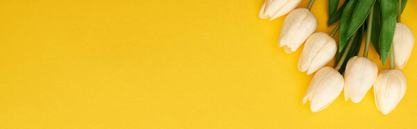 top view of spring tulips on colorful yellow background, panoramic shot