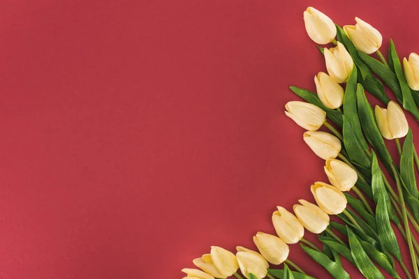 Top View Tulips Isolated Red Copy Space — Stock Photo, Image