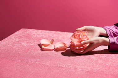 Kırpılmış, kadife kumaş üzerinde gül tutan kadın görüntüsü pembe, kızsı bir konseptte izole edilmiş. 