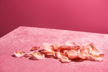 Pembe kadife kumaş üzerindeki gül yaprakları pembe, kızsı bir konseptte izole edilmiş.