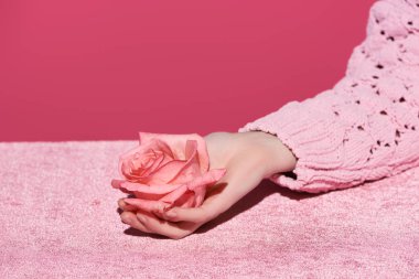 Kırpılmış kadın kadife kumaş üzerinde gül çiçeği tutan pembe, kızsı bir konseptte izole edilmiş. 