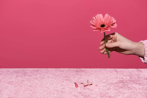 Cropped View Woman Holding Gerbera Petals Velour Cloth Isolated Pink — Stock Photo, Image