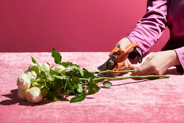 ピンクのガーリッシュなコンセプトで孤立したベロア布にバラを剪定する女性のクロップドビュー — ストック写真
