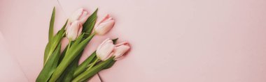 top view of tulip bouquet on pink background, panoramic shot