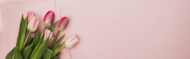 top view of pink and purple tulips wrapped in paper on pink background, panoramic shot