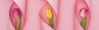 top view of multicolored tulips in paper swirls on pink background, panoramic shot