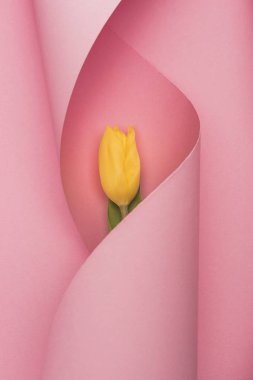 top view of yellow tulip wrapped in paper swirl on pink background