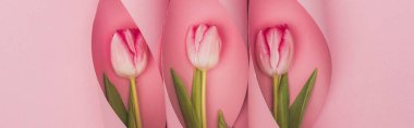 top view of tulips in paper swirls on pink background, panoramic shot