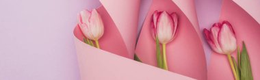 top view of tulips in pink paper swirls on violet background, panoramic shot