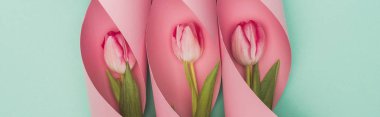 top view of tulips in pink paper swirls on turquoise background, panoramic shot