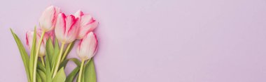 top view of tulips on violet background, panoramic shot