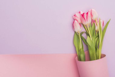 top view of tulips wrapped in pink paper swirl on violet background