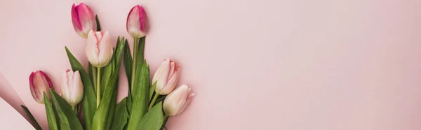 Top View Pink Purple Tulips Pink Background Panoramic Shot — 스톡 사진