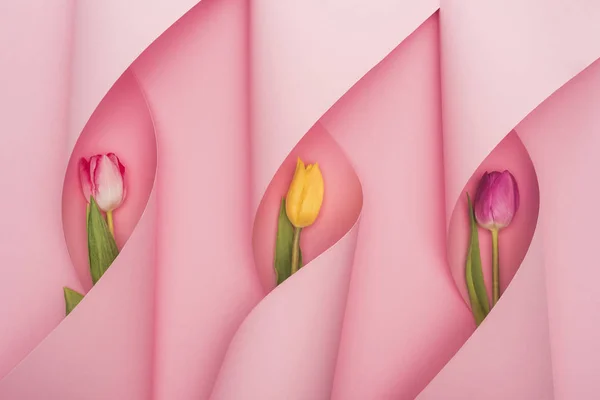 ピンクの背景に紙の渦の中の多色チューリップのトップビュー — ストック写真