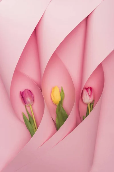 粉色背景纸卷中彩色郁金香的顶视图 — 图库照片
