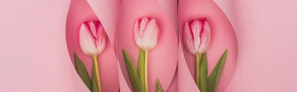 Top View Tulips Paper Swirls Pink Background Panoramic Shot — 图库照片