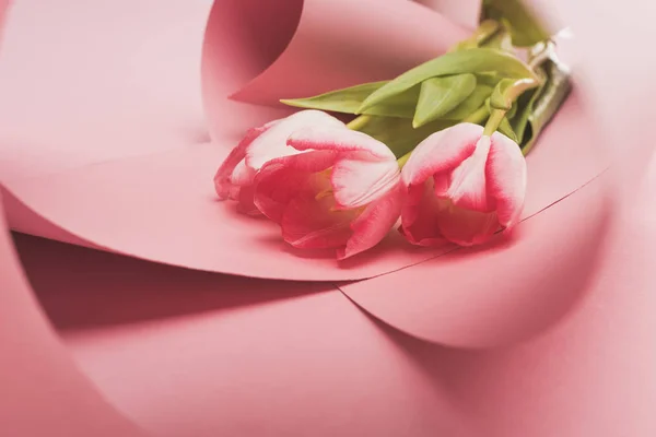 Zblízka Pohled Tulipány Zabalené Růžových Papírových Vírech Izolovaných Bílém — Stock fotografie