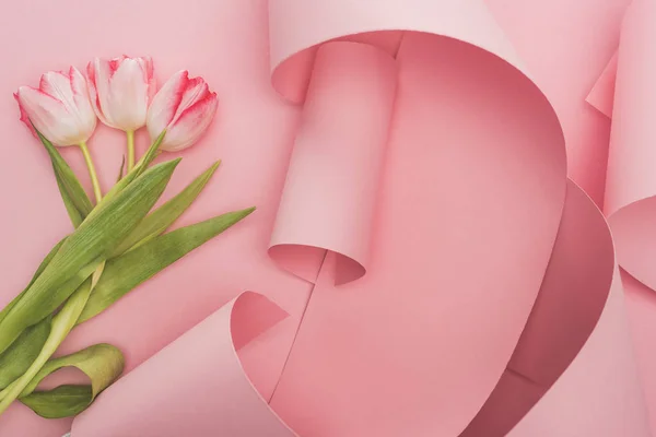 Top View Tulips Wrapped Pink Paper Swirls — 스톡 사진