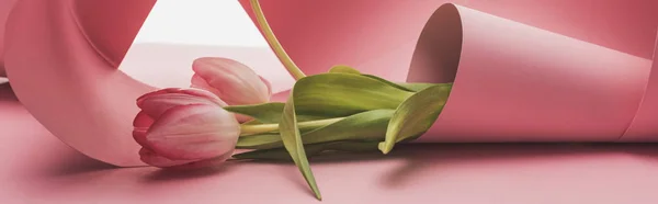 Tulpen Verpakt Roze Papier Wervelingen Geïsoleerd Wit Panoramisch Schot — Stockfoto