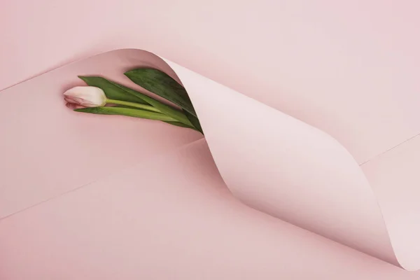 Top View Spring Tulip Wrapped Paper Swirl Pink Background — 스톡 사진