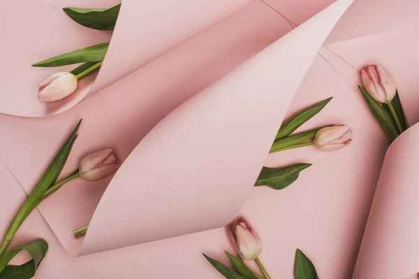 Top View Spring Tulips Wrapped Paper Swirls Pink Background — 스톡 사진