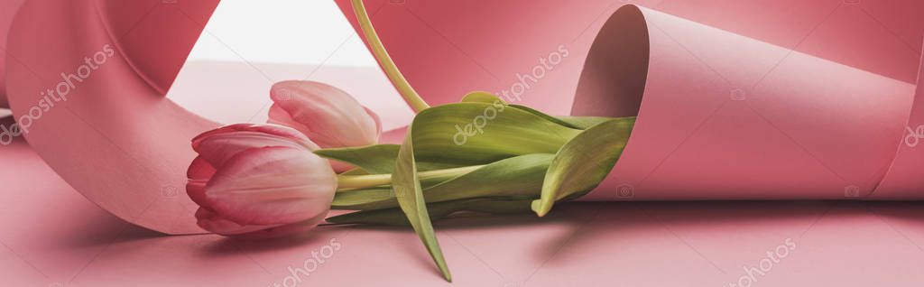 Tulips wrapped in pink paper swirls isolated on white, panoramic shot — Stock Image Tulips Wrapped Pink Paper Swirls Isolated White Panoramic Shot Royalty Free Stock Photos