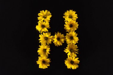H harfi ile sıralanmış sarı papatyaların üst görüntüsü siyah üzerine izole edilmiş.