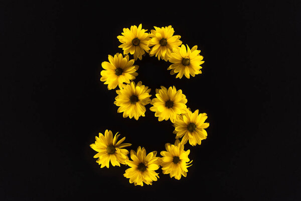 top view of yellow daisies arranged in letter S isolated on black