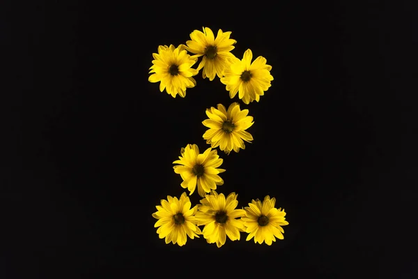 黄色雏菊顶部视图 排列在黑色孤立的2号位置 — 图库照片